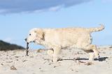 GOLDEN RETRIEVER 476